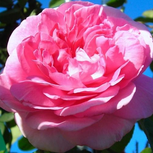 Anglické růže - Růže - Ausbord - 